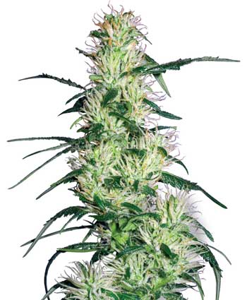 purple haze    10 feminised seeds wl