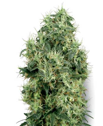 white gold   10 feminised seeds wl