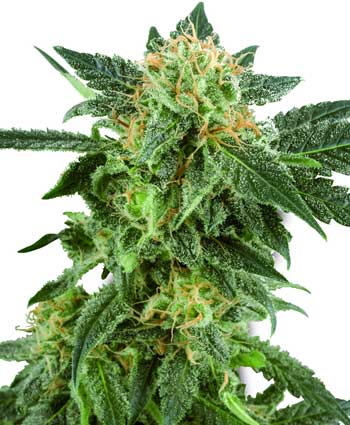 snow ryder auto    10 feminised seeds wl