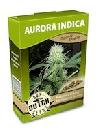 cannabis seeds Aurora Indica