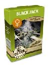 cannabis seeds Black Jack feminized