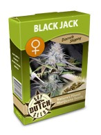 cannabis seeds Black Jack feminized