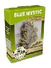 cannabis seeds Blue Mystic