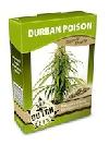 graine cannabis Durban Poison