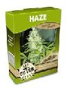 graine cannabis Haze