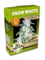 graine cannabis Snow White Féminisée