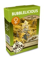 graine cannabis Bubblelicious féminisée