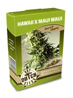 cannabis seeds Hawaii x Maui Waui