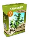 cannabis seeds Kaya Gold feminized