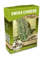 cannabis seeds Swiss Cheese