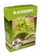 graine cannabis Blackberry