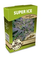 cannabis seeds Super Ice