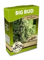 cannabis seeds Big Bud
