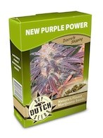 cannabis seeds New Purple Power