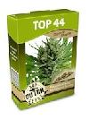 graine cannabis Top 44