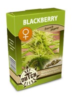 graine cannabis Blackberry féminisée