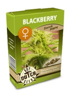 Blackberry feminized