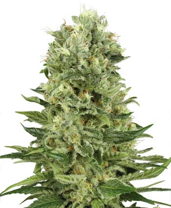 skunk #1 automatic   10 feminised seeds wl