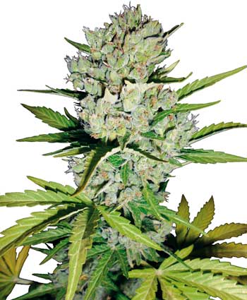 super skunk automatic   10 feminised seeds wl