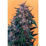 Hollands Hope - Feminized