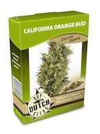 California Orange Bud